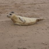 Zeehond Katwijk